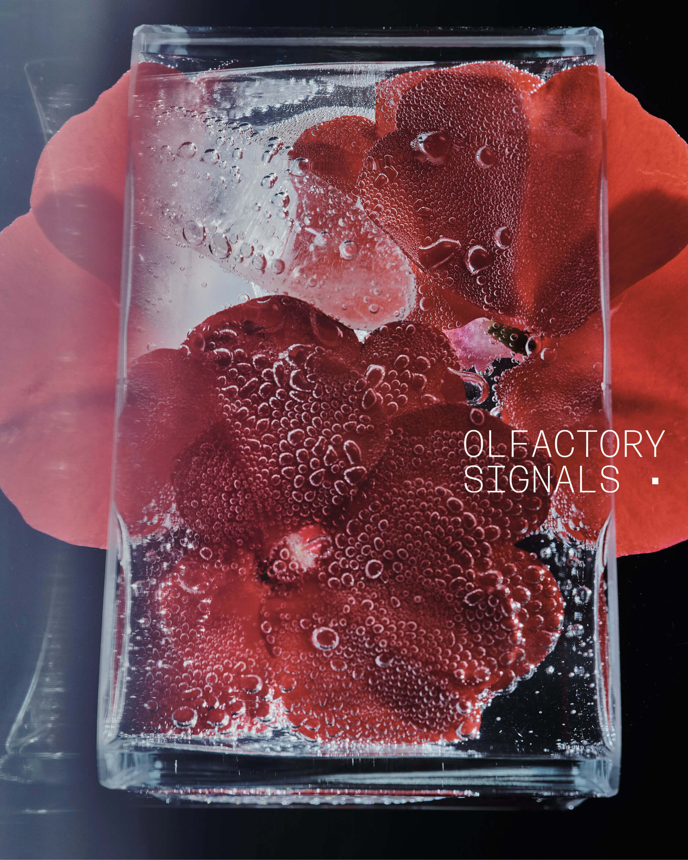 OLFACTORY SIGNALS 03